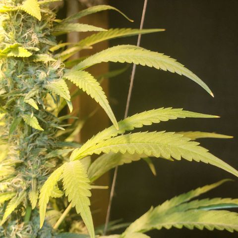 Goji OG growlog photo: Trichomes at the top colas have started to regrow. Mids are frosty. The buds are ripening. Pistils still white and straight. Trichomes mostly clear to milky. I noticed the top most sugar leaves on the colas turning amber. But that is due to heat stress and light intensity.