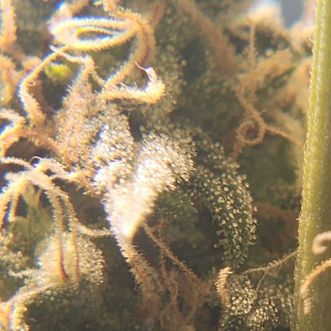 Goji OG growlog photo: Trichomes at the top colas have started to regrow. Mids are frosty. The buds are ripening. Pistils still white and straight. Trichomes mostly clear to milky. I noticed the top most sugar leaves on the colas turning amber. But that is due to heat stress and light intensity.