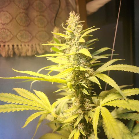 Goji OG growlog photo: Trichomes at the top colas have started to regrow. Mids are frosty. The buds are ripening. Pistils still white and straight. Trichomes mostly clear to milky. I noticed the top most sugar leaves on the colas turning amber. But that is due to heat stress and light intensity.