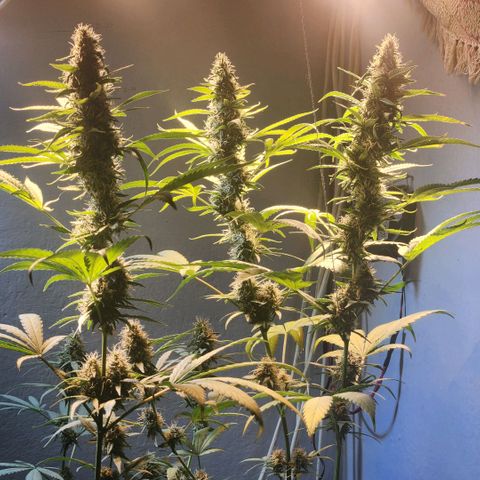 Goji OG growlog photo: Trichomes at the top colas have started to regrow. Mids are frosty. The buds are ripening. Pistils still white and straight. Trichomes mostly clear to milky. I noticed the top most sugar leaves on the colas turning amber. But that is due to heat stress and light intensity.