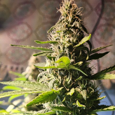 Goji OG growlog timeline photo
