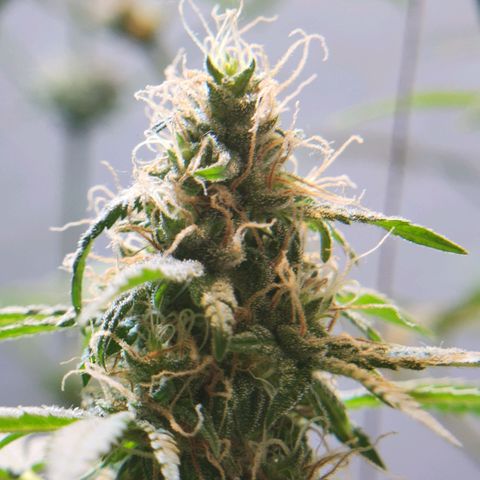 Goji OG growlog timeline photo