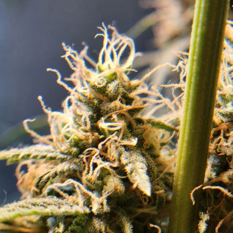 Goji OG growlog timeline photo