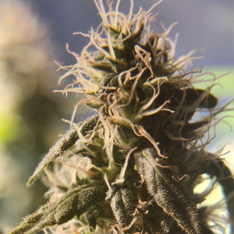 Goji OG growlog timeline photo