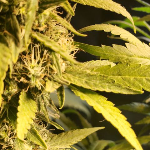 Goji OG growlog timeline photo
