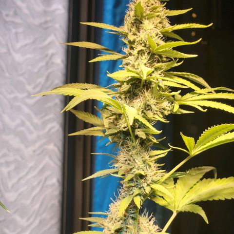 Goji OG growlog timeline photo