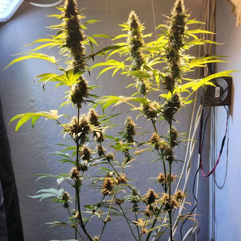 Goji OG growlog timeline photo