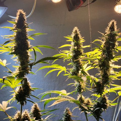 Goji OG growlog timeline photo