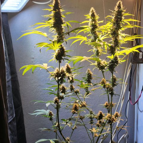 Goji OG growlog timeline photo