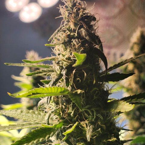 Goji OG growlog timeline photo