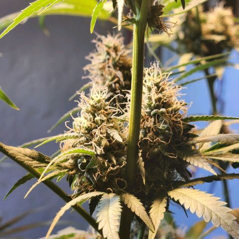 Goji OG growlog timeline photo