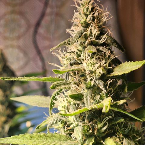 Goji OG growlog timeline photo