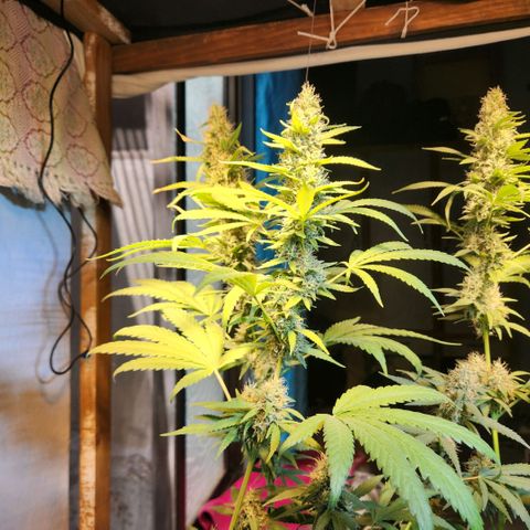 Goji OG growlog timeline photo