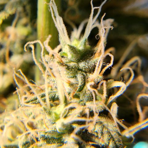 Goji OG growlog timeline photo