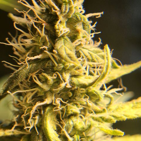 Goji OG growlog timeline photo