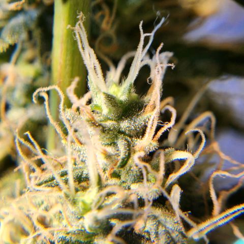 Goji OG growlog timeline photo