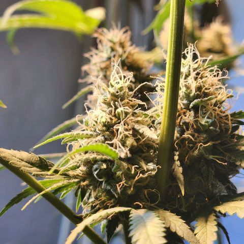 Goji OG growlog timeline photo
