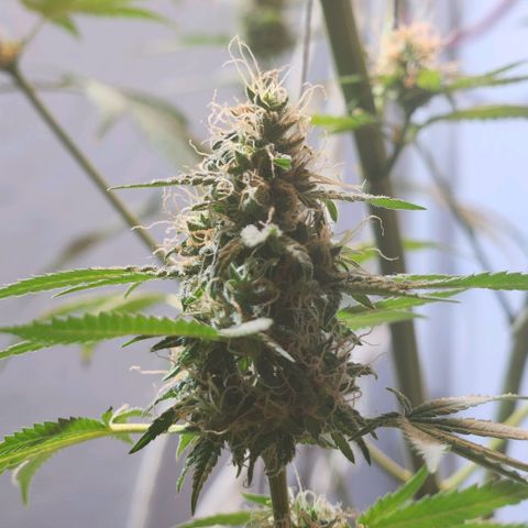 Goji OG growlog timeline photo