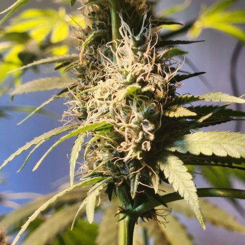 Goji OG growlog timeline photo