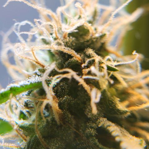 Goji OG growlog timeline photo