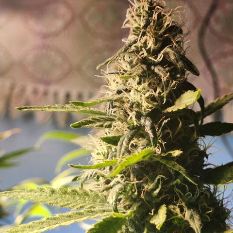 Goji OG growlog timeline photo