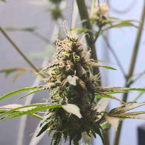 Goji OG growlog timeline photo