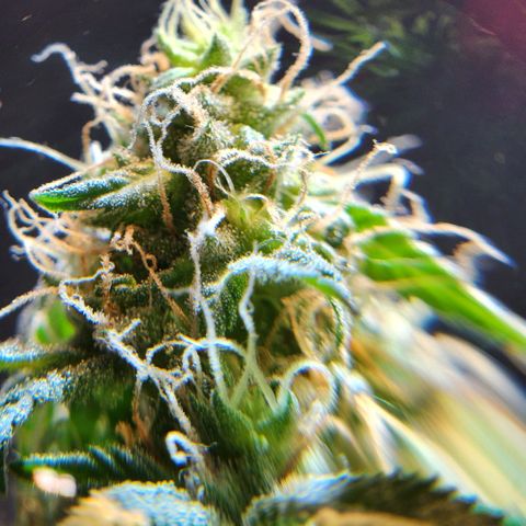 Goji OG growlog timeline photo