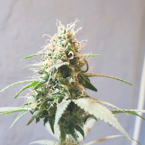 Goji OG growlog timeline photo