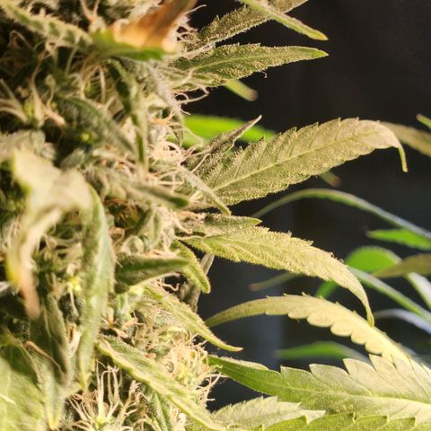 Goji OG growlog timeline photo
