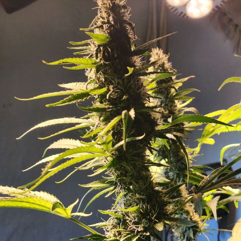 Goji OG growlog timeline photo