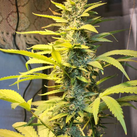 Goji OG growlog timeline photo