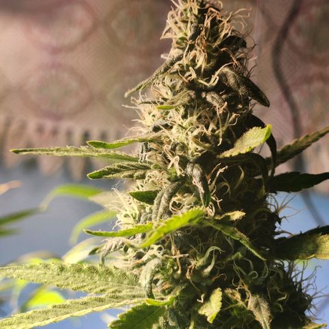 Goji OG growlog timeline photo