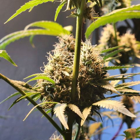 Goji OG growlog timeline photo