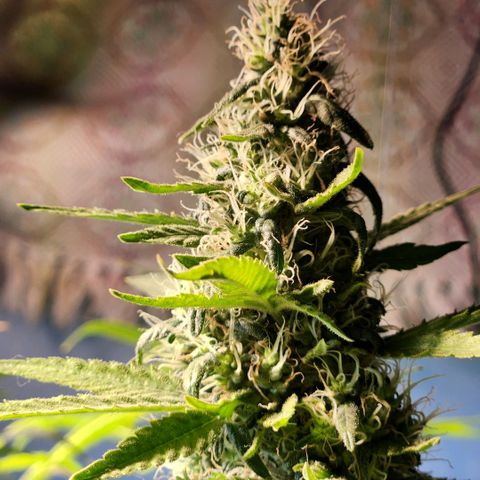 Goji OG growlog timeline photo