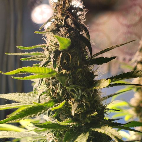 Goji OG growlog timeline photo