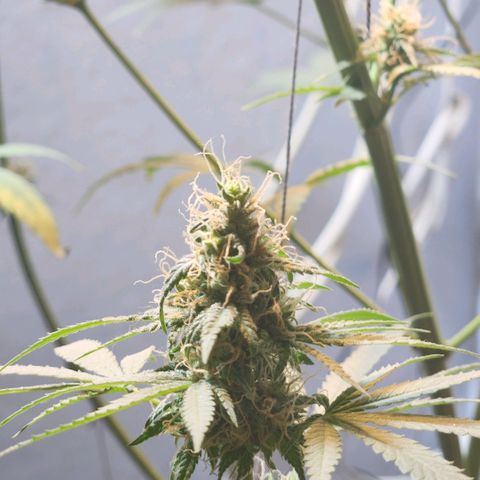 Goji OG growlog timeline photo