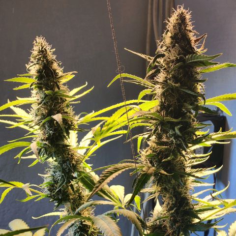 Goji OG growlog timeline photo