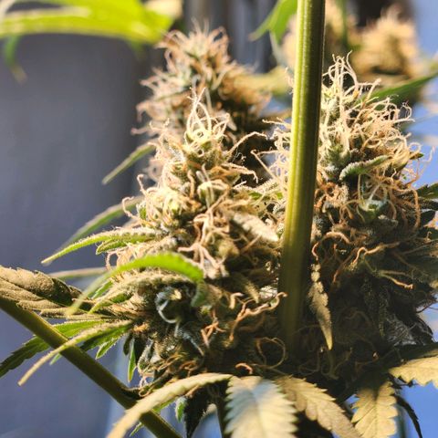 Goji OG growlog timeline photo