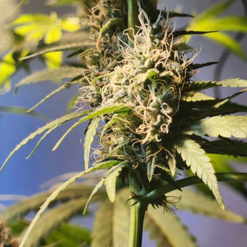 Goji OG growlog timeline photo
