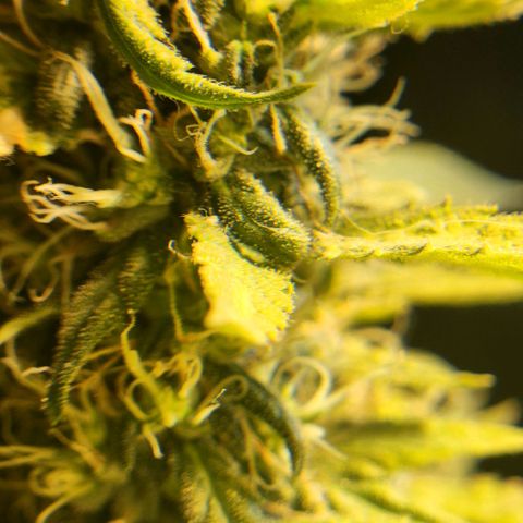 Goji OG growlog timeline photo