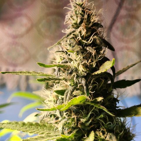 Goji OG growlog timeline photo