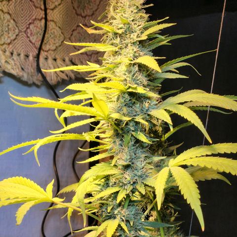 Goji OG growlog timeline photo
