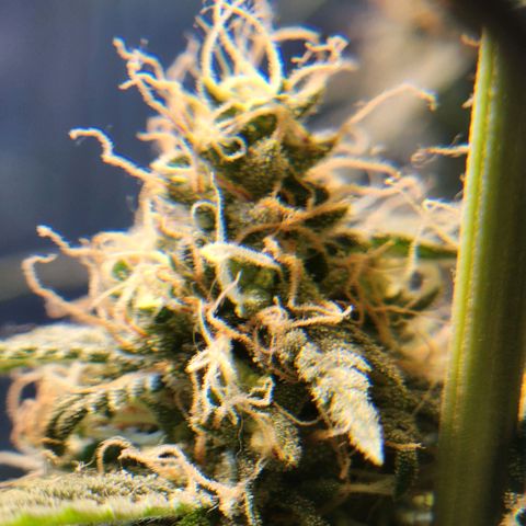 Goji OG growlog timeline photo