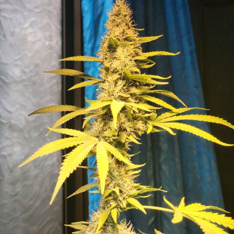 Goji OG growlog timeline photo