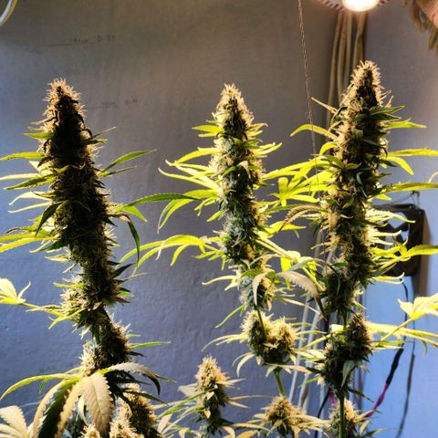 Goji OG growlog timeline photo