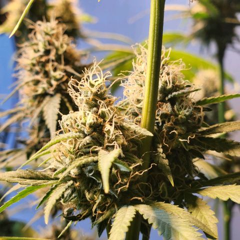 Goji OG growlog timeline photo