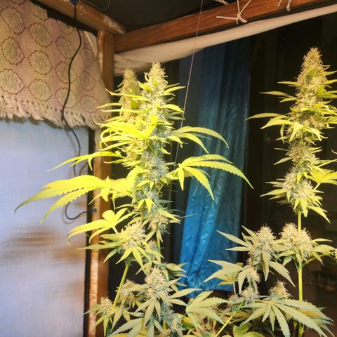 Goji OG growlog timeline photo