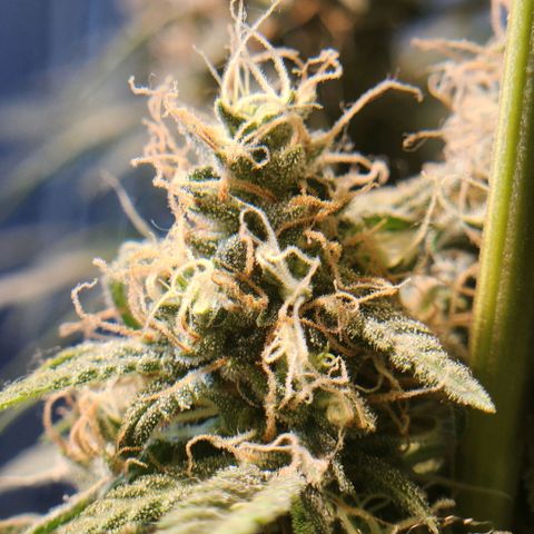 Goji OG growlog timeline photo