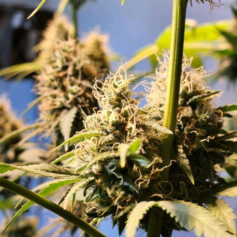 Goji OG growlog timeline photo
