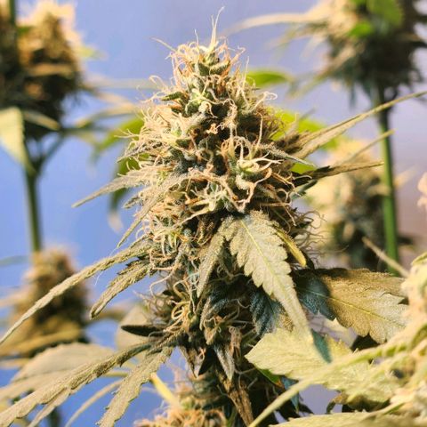Goji OG growlog timeline photo